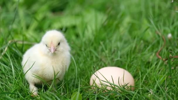 Mały żółty kurczak siedzi koło jajek. — Wideo stockowe