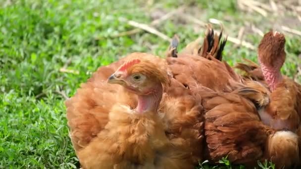 Red chickens lie on the green grass — Stock Video