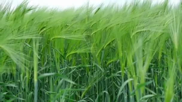 Un fuerte viento sacude el verde campo de trigo. Paisaje agrícola en verano. — Vídeo de stock