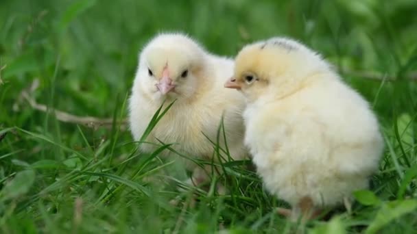 Two beautiful little yellow chickens are walking on green grass. — Stock Video