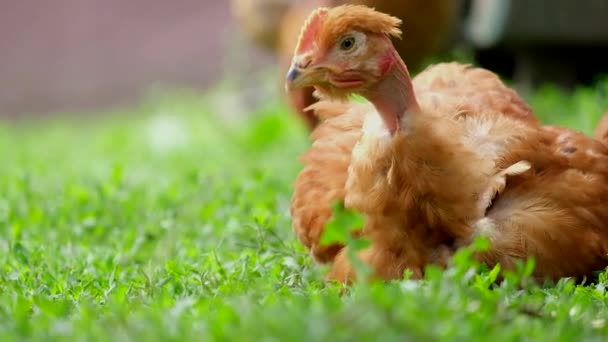 Rode jonge kippen grazen in de tuin. — Stockvideo