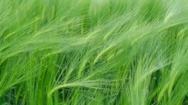 A strong wind shakes the green ears in the field. Agricultural landscape in summer time. — Stock Video