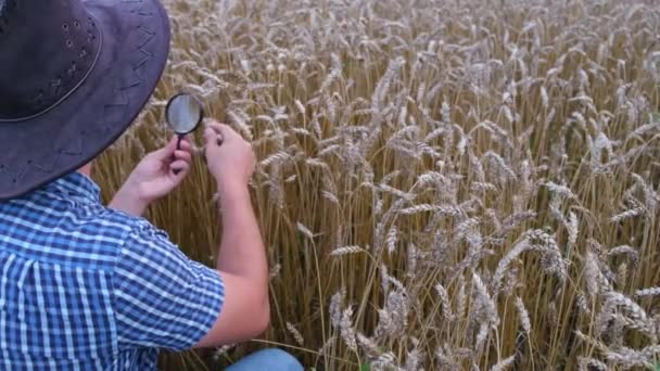 Молодой фермер осматривает урожай пшеницы. — стоковое видео