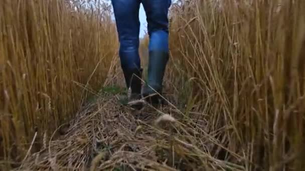 Jóvenes agricultores estadounidenses caminando en un campo de trigo en un sombrío día de verano — Vídeos de Stock