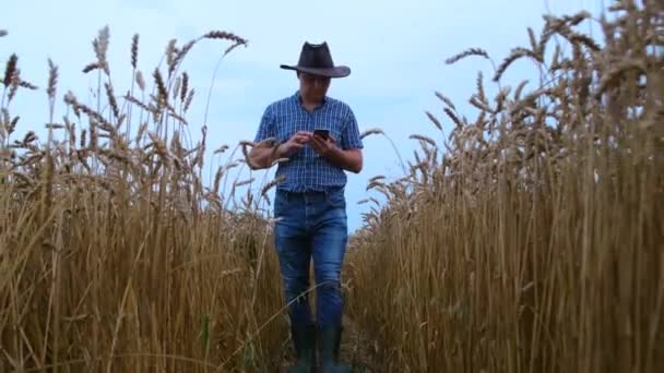 Een jonge boer loopt over een tarweveld en inspecteert het gewas. — Stockvideo