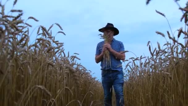 Boer loopt op een tarweveld met tarweoren in zijn handen — Stockvideo