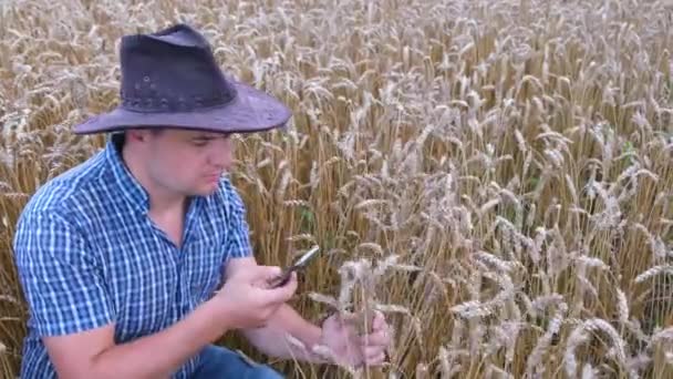 Tarım uzmanı olgunlaşmış buğdayın kulaklarını büyüteçle inceliyor. — Stok video