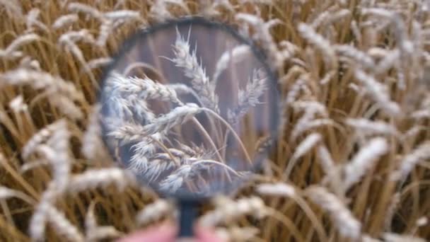 The agronomist examines the ears of ripe wheat with a magnifying glass — Stock Video