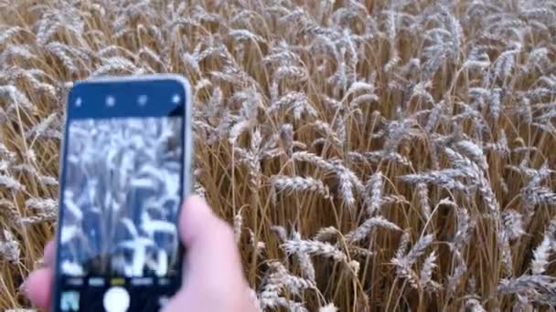 El agricultor comprueba la calidad de las espigas maduras de trigo con un smartphone — Vídeos de Stock