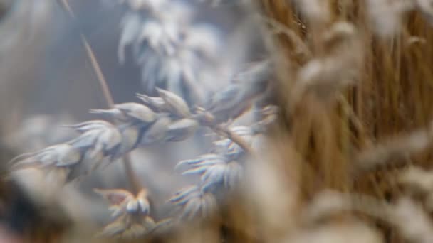 Un agronome muni d'un téléphone intelligent surveille la croissance du blé et recherche des parasites sur la plante — Video