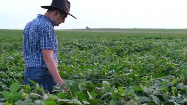 De agronomist onderzoekt het groene veld van sojabonen met een vergrootglas — Stockvideo