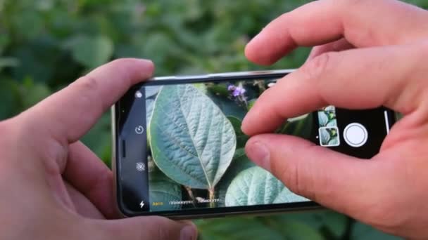 El agrónomo examina el campo verde de la soja con una lupa — Vídeo de stock