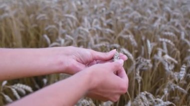 Genç kız tarım uzmanı dikenlerdeki tahılların olgunluğunu kontrol ediyor..