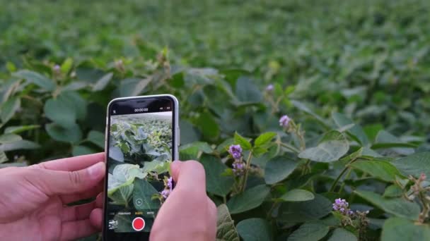 Un agriculteur vérifie un champ de soja. Cultiver des aliments végétaliens. — Video