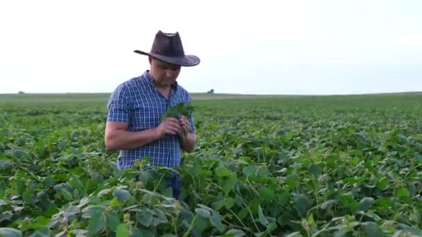 Landbouw - een smartphone in de handen van een boer na de groei van sojabonen. — Stockvideo