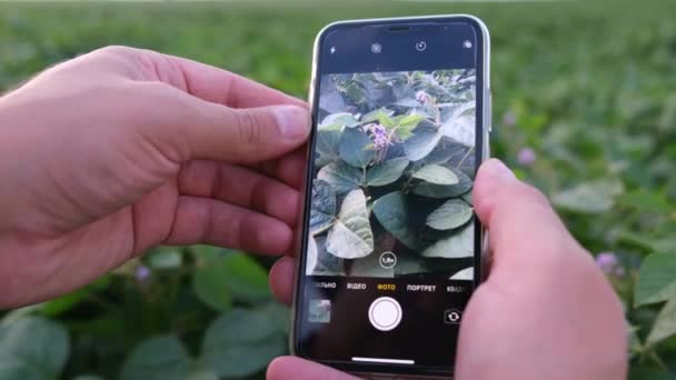 Agricultura - um smartphone nas mãos de um agricultor após o crescimento da soja. — Vídeo de Stock