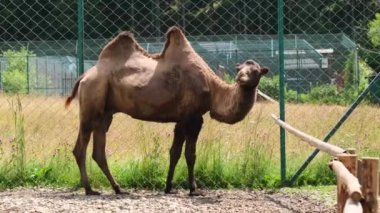 Hayvanat bahçesinde duran bir devenin başını kapat.. 