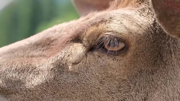 Cervo canadese in montagna. Sparatoria da vicino. — Video Stock