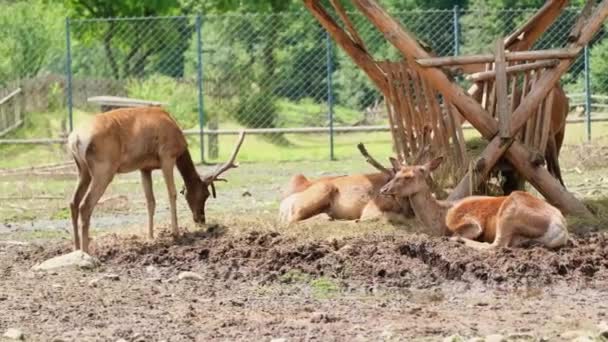 Het rendier Rehabilitation Farm is een van de grootste soorten herten — Stockvideo