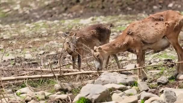 La fattoria di riabilitazione delle renne è una delle più grandi specie di cervi. — Video Stock