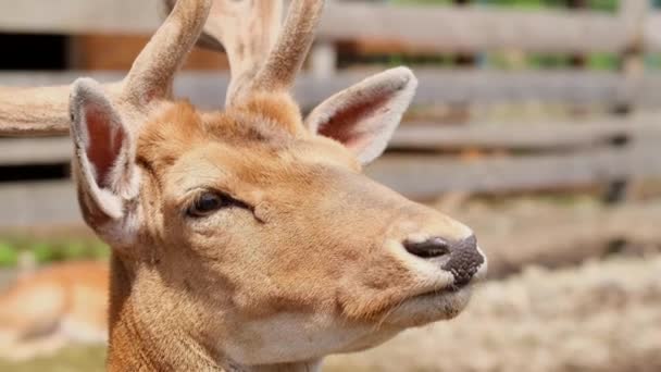 La Ferme de réhabilitation des rennes est l'une des plus grandes espèces de cerfs. — Video