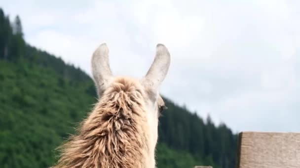 Gros plan de la tête d'un lama blanc. Lama en captivité au zoo. — Video