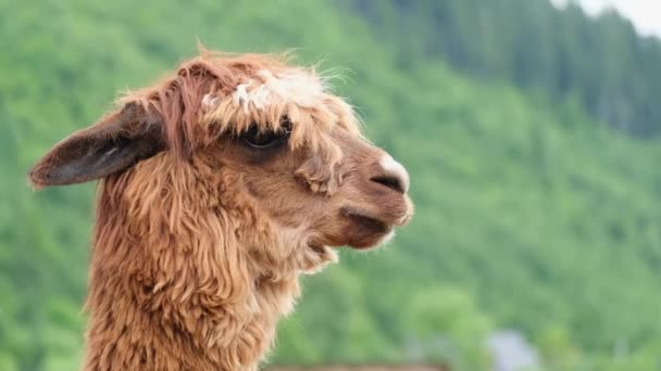 Primer plano de la cabeza de una llama marrón. Lama en cautiverio en el zoológico. — Vídeos de Stock