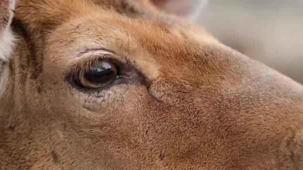 Kanadensiska rådjur på nära håll. Makrofotografi av rådjur — Stockvideo