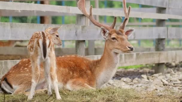 Madre cervo con i suoi cuccioli a riposo nello zoo. — Video Stock