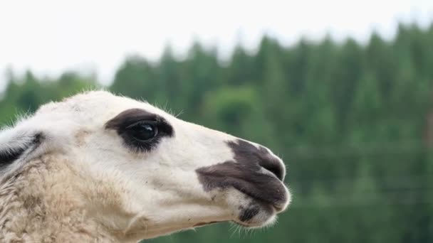 1,547 Llama Videos, Royalty-free Stock Llama Footage | Depositphotos