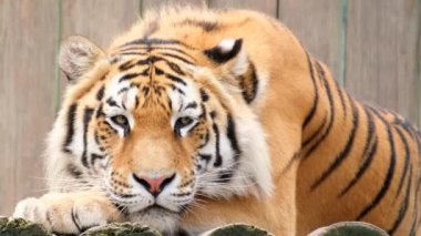 Güzel, büyük bir kaplan hayvanat bahçesinde dinleniyor..