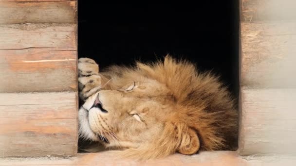 Piękny wielki lew kłamie i odpoczywa. Lion head z bliska — Wideo stockowe