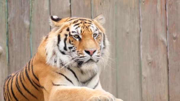 Μια μεγάλη τίγρης κείτεται και ξεκουράζεται στο ζωολογικό κήπο. Κίτρινη τίγρη από κοντά — Αρχείο Βίντεο