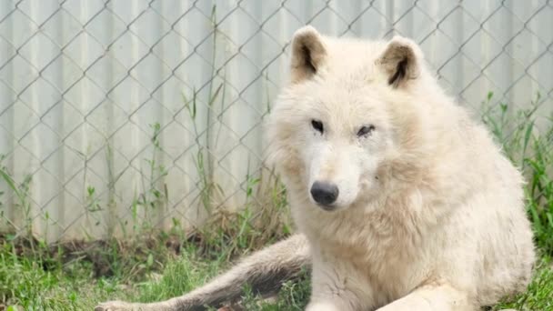 Stary biały wilk kłamie i odpoczywa w zoo. Zwierzę jest w niewoli przez całe życie. — Wideo stockowe