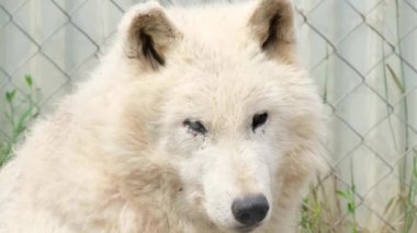 Yaşlı beyaz kurt gözleriyle göremez. Hayvanlarda görme sorunları