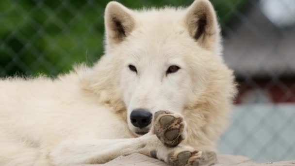 Arctische wolf slaapt en kijkt dan naar de camera, Omega in Quebec, Canada — Stockvideo