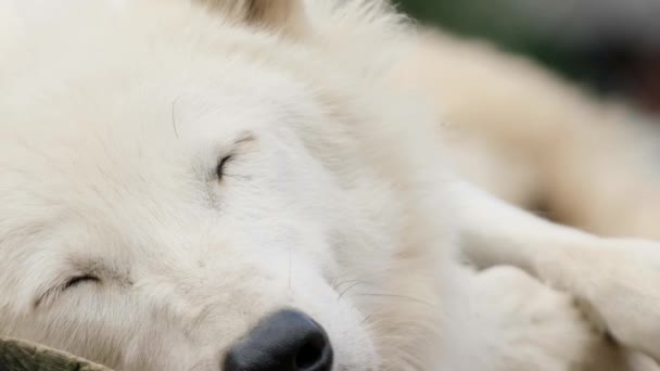 Un viejo lobo blanco ártico está durmiendo. — Vídeos de Stock