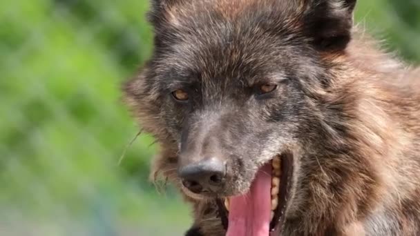 Der alte schwarze Wolf gähnt und will schlafen — Stockvideo