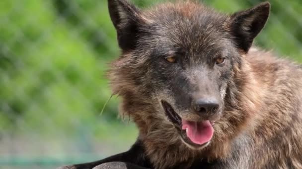 늙은 늑대 가 동물원에서 태양 아래서 사는 거야. — 비디오