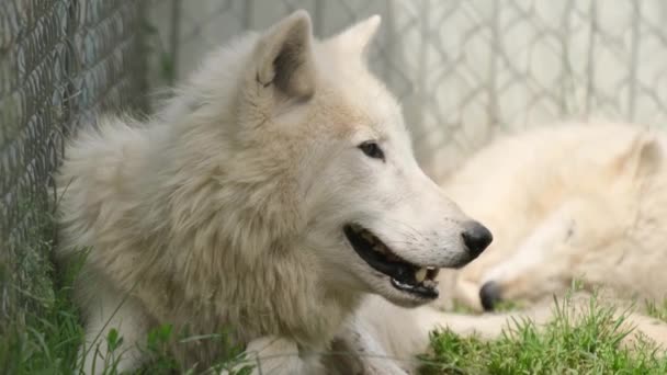 アメリカブロンクス動物園、白いオオカミが草の上に休んでいる. — ストック動画