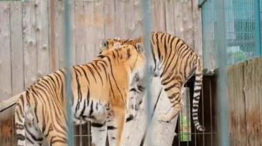 Bir aslan hayvanat bahçesinde dişi bir aslanla seks yapıyor.. 