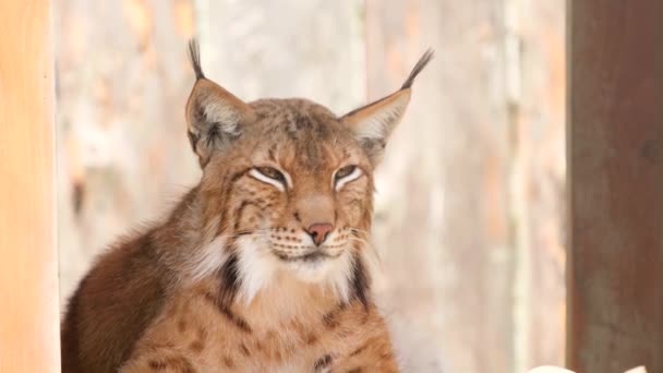 Wild Lynx στηρίζεται και κοιτάζει πλάγια επιφυλακτικά. — Αρχείο Βίντεο