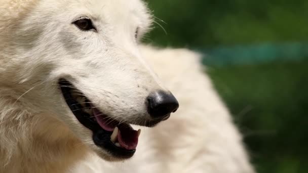 Ένας όμορφος λευκός λύκος αναπαύεται και κοιτάζει πλάγια επιφυλακτικά.. — Αρχείο Βίντεο
