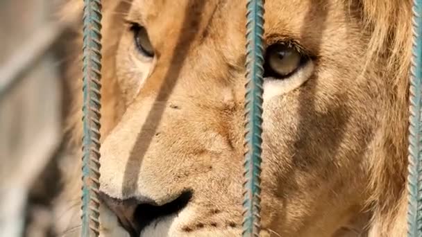 Boze leeuw in een kooi in de dierentuin. Een dier in gevangenschap. — Stockvideo