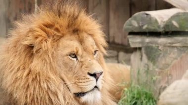 Yetişkin bir aslan, hayvanların kralı yalan söyler ve dinlenir.