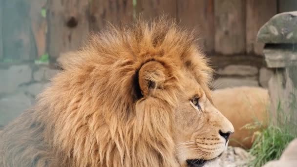 El león hermoso - el rey de los animales se encuentra en la jaula del zoológico — Vídeos de Stock