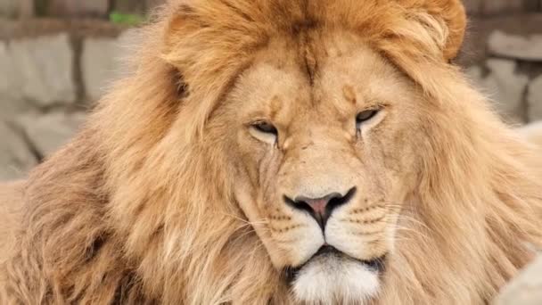 カメラに驚くべき壮大なライオンの表情を閉じると、怒っているライオンの顔 — ストック動画
