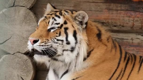 Csodálatos afrikai tigris közelről, ragadozó macska család — Stock videók