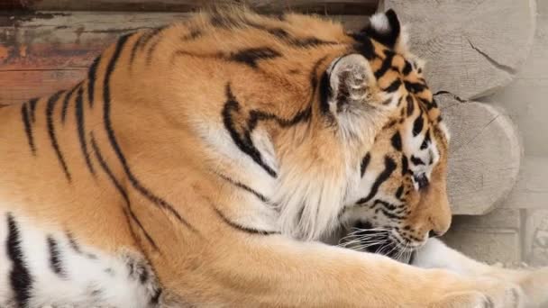 Un hermoso tigre africano miente y descansa. — Vídeo de stock