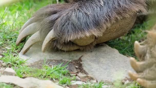 En stor grizzlybjörn sover i skogen. Vild natur. — Stockvideo